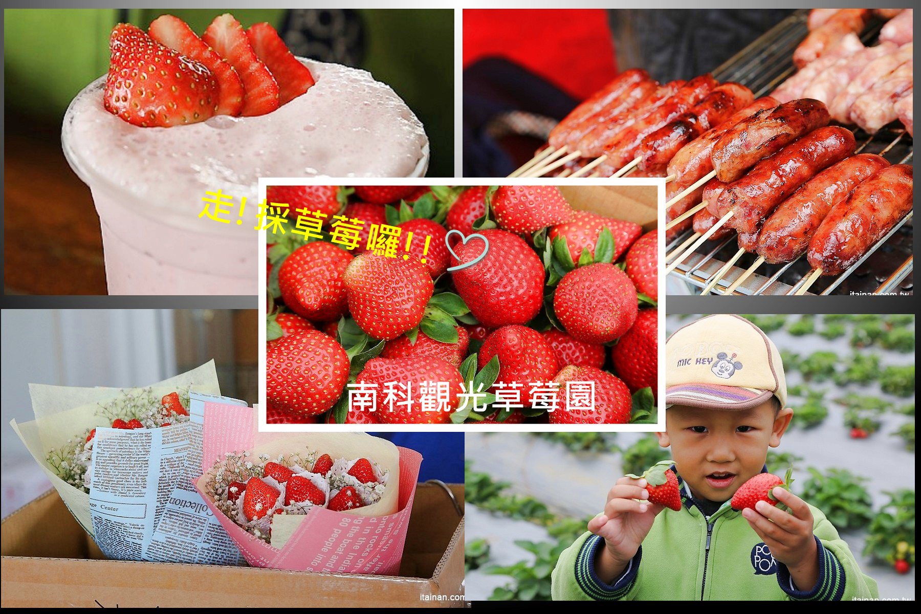 台南採草莓,採草莓,新市採草莓,善化採草莓,草莓,新年旅遊 @台南好Food遊