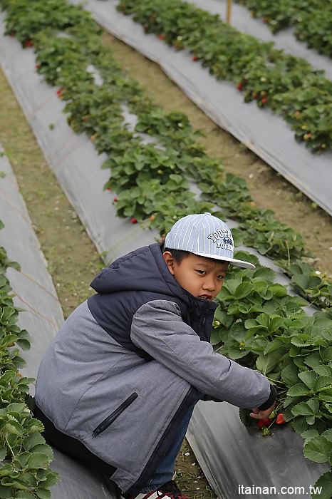 台南採草莓,採草莓,新市採草莓,善化採草莓,草莓,新年旅遊
