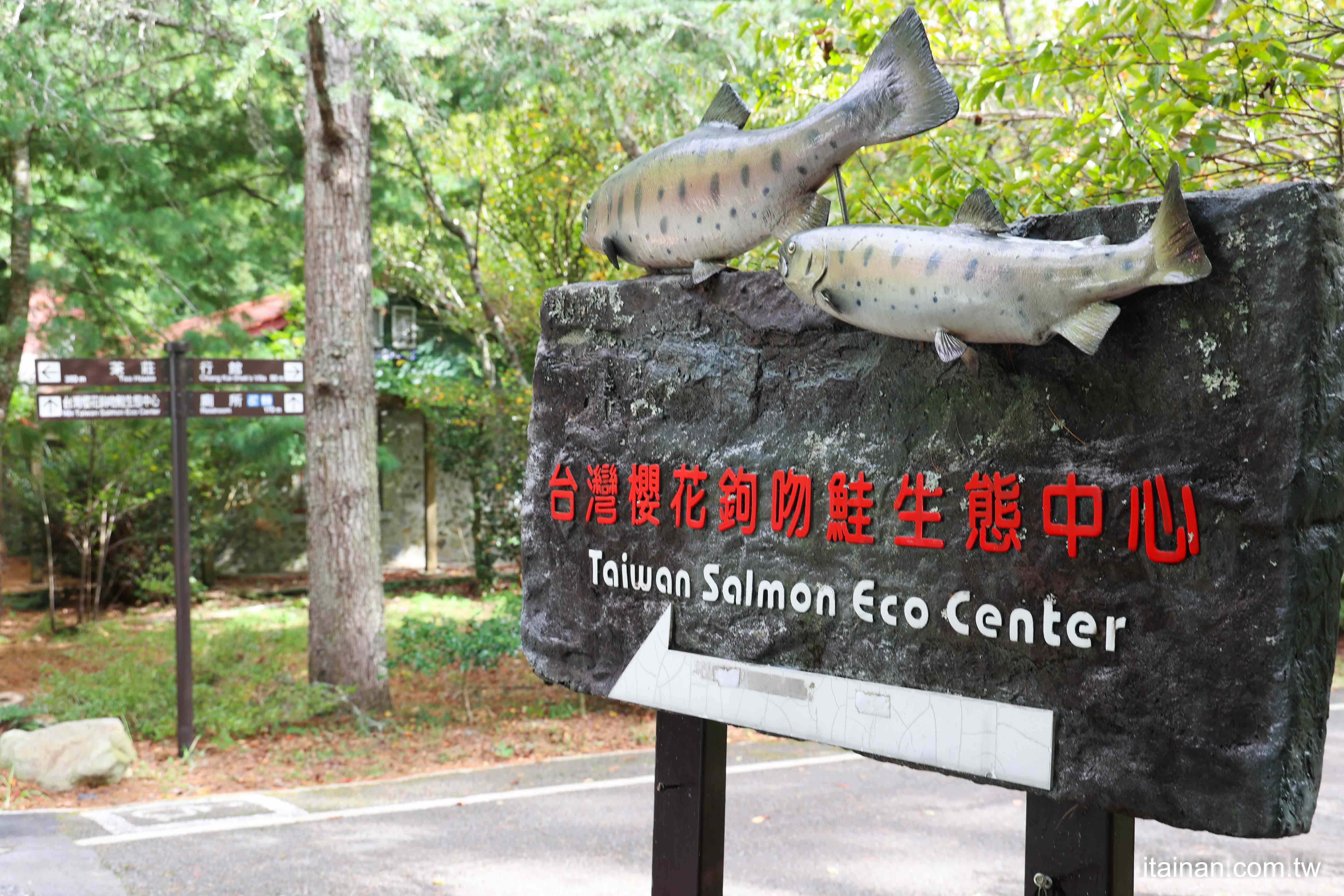 台中旅遊．台中和平｜台灣唯一近距離看國寶魚的生態館!來武陵農場看櫻花鉤吻鮭「台灣櫻花鉤吻鮭生態中心」｜雪霸國家公園｜台中旅遊景點推薦