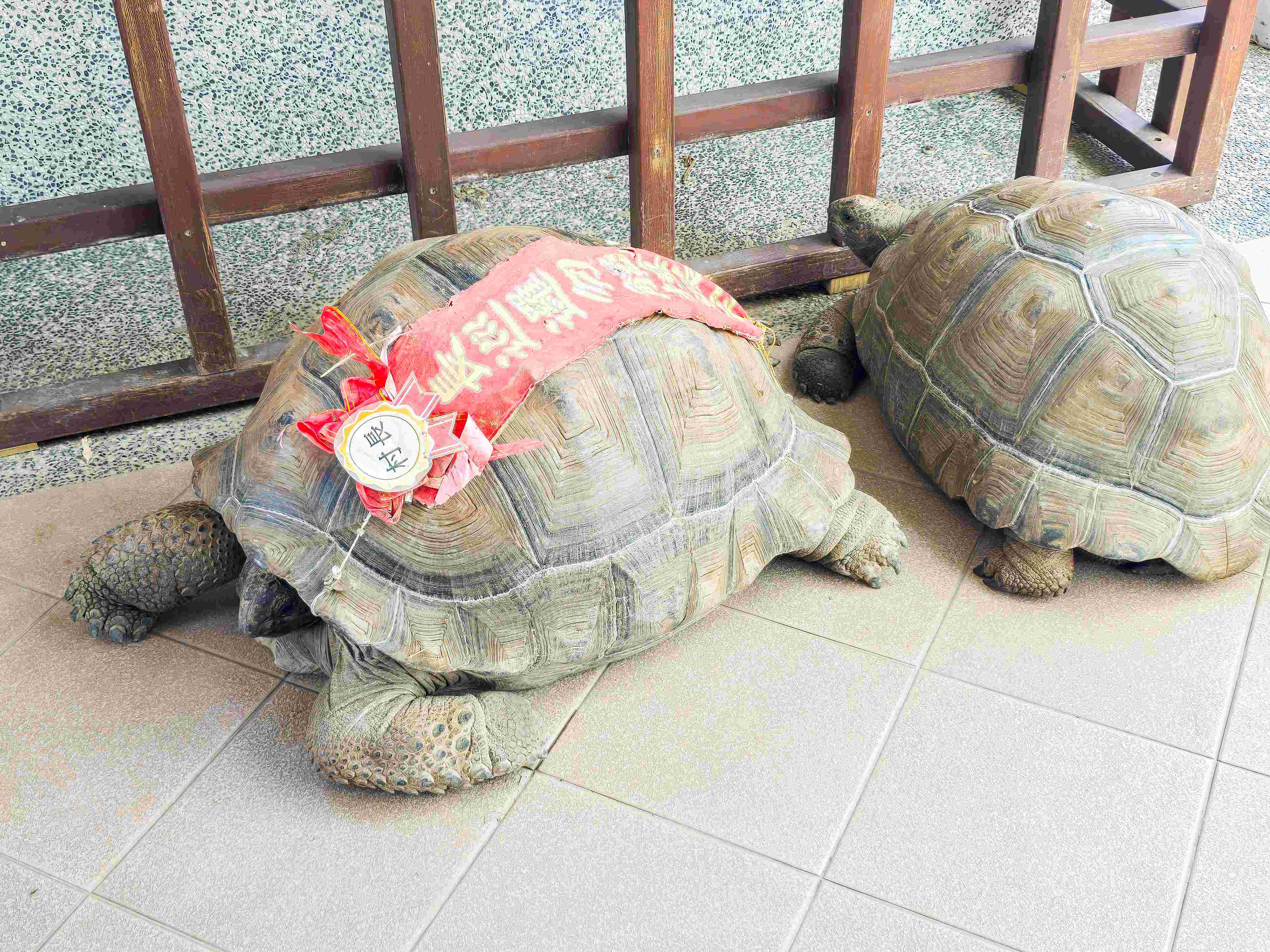 南國海岸小旅行~沒車也能玩透透!搭乘「台灣好行大鵬灣琉球線」一小時直達東港、大鵬灣、華僑市場