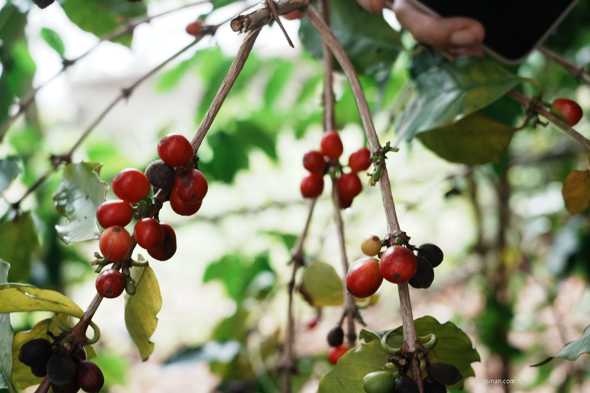 【屏東兩日遊】一路開進山林與咖啡香~屏東大武山 、 部落文化 、食農體驗的慢旅行｜屏東咖啡園區、璞玉翡珂、大武山山林教育服務中心、屏東原百貨、二峰圳、台灣金石咖啡休閒農場、屏東可可巧克力園區
