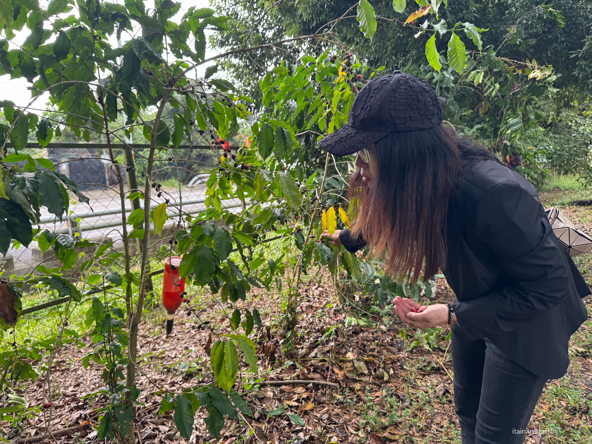 【屏東兩日遊】一路開進山林與咖啡香~屏東大武山 、 部落文化 、食農體驗的慢旅行｜屏東咖啡園區、璞玉翡珂、大武山山林教育服務中心、屏東原百貨、二峰圳、台灣金石咖啡休閒農場、屏東可可巧克力園區